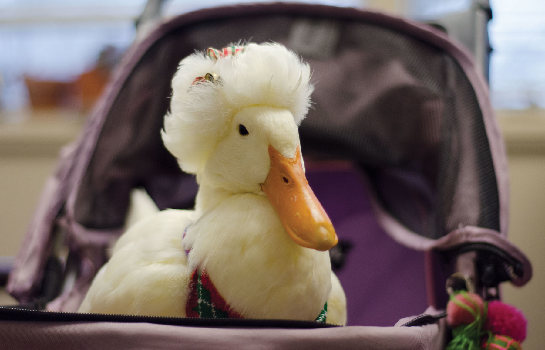 Lily the duck